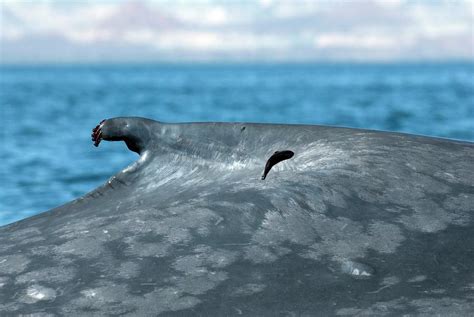 blue whale dorsal fin